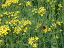 yellow flowers with batterfly